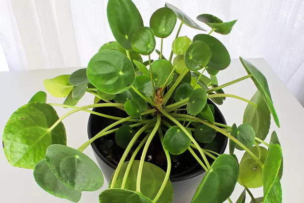 Chinese Money Plant (Pilea peperomioides)