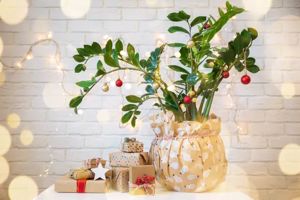 Christmas tree? Christmas plant! Here's how to decorate your houseplant