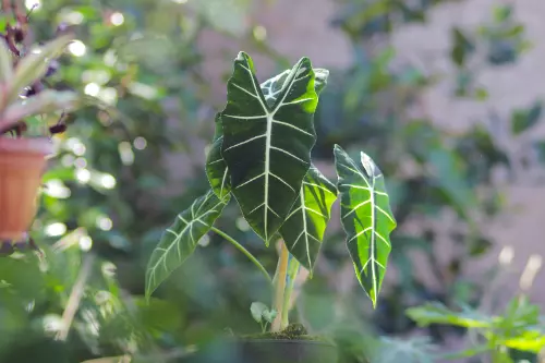 How to take care of your Alocasia