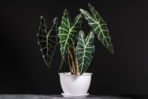 Ode to the Alocasia: July's Favourite Plant