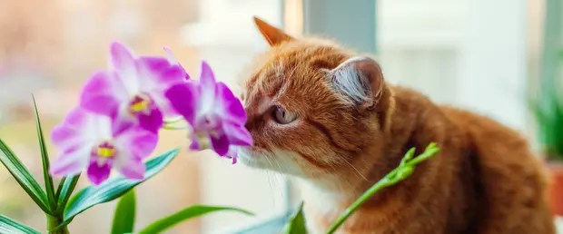 Pet-friendly indoor plants