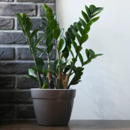The Green Glory of Zamioculcas: June's Favourite Houseplant at The Plant Room in Richmond!