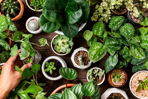 Why everyone needs indoor plants!