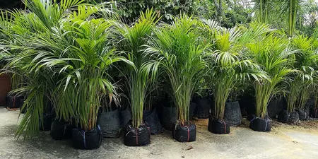 Areca Palm - Dypsis lutescens Height 65 cm - image 1