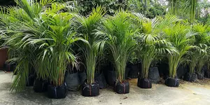 Areca Palm - Dypsis lutescens Height 65 cm - image 2