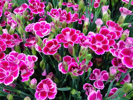 Dianthus Diantica Pink Kisses - image 2