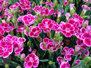 Dianthus Diantica Pink Kisses - image 2