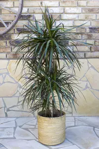 Dracaena marginata height 55 cm