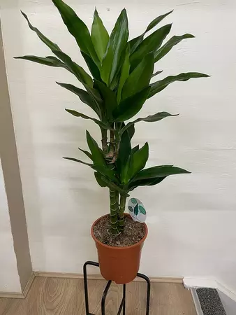 Dracaena marginata height 75 cm
