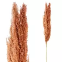 Red brown Pampas Grass