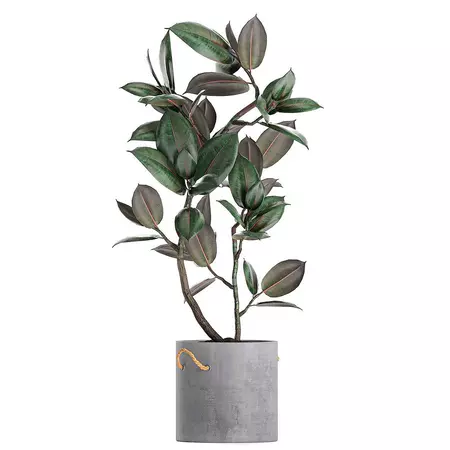 Ficus elastica 'Robusta' 55 cm - image 1