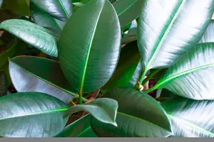 Ficus elastica 'Robusta' 55 cm - image 2