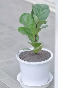 Ficus lyrata 110 cm