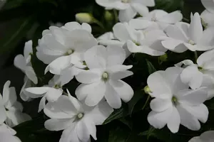 Impatiens New Guinea Hybrid White