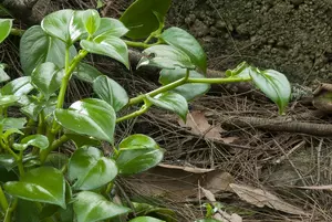 Philodendron  - image 4