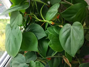 Philodendron  - image 1