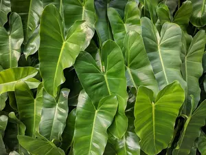 Philodendron  - image 3