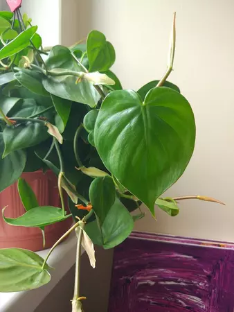 Philodendron  - image 2