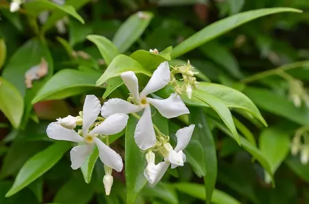 Trachelospermum jasminoides 3l