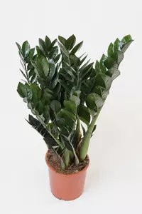 Zamioculcas zamiifolia - image 1